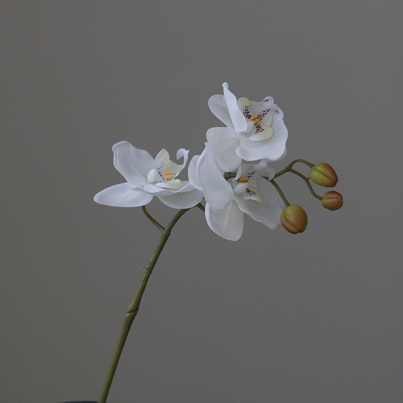 สีขาว 3 หัว