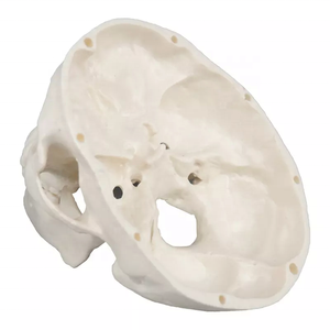 Teaching Resources Life-size <strong>Human</strong> Skull Model <strong>3</strong> Part Laboratory Removable Skull Articulated Model