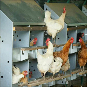 Easy Clean <strong>3</strong> Compartment Roll Out <strong>Chicken</strong> Egg Laying Box Laying Nesting Box for Hen Egg Nest - Product Image 2