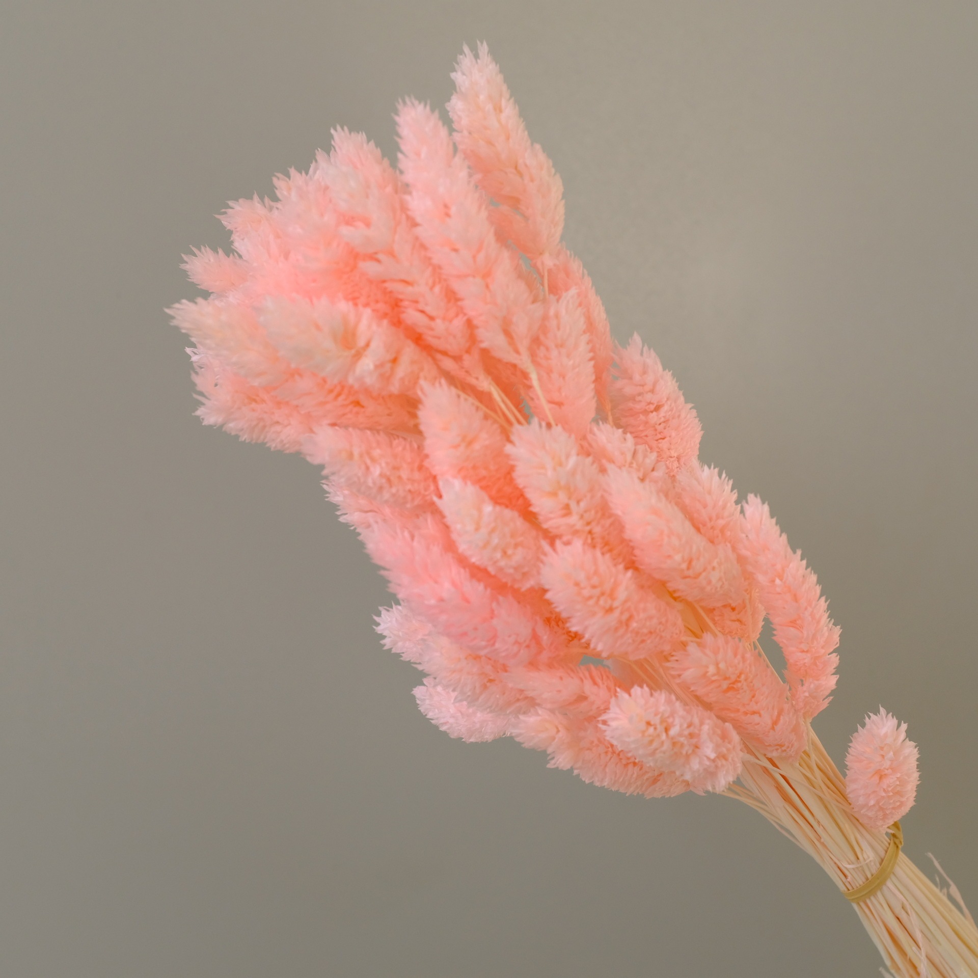 Orange pink