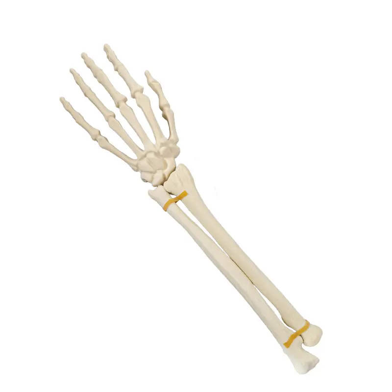 KyrenMed busa tulang gergaji tangan dan pergelangan diartikulasikan Model pelatihan ortopedi kiri dan kanan untuk pengeboran bengkel