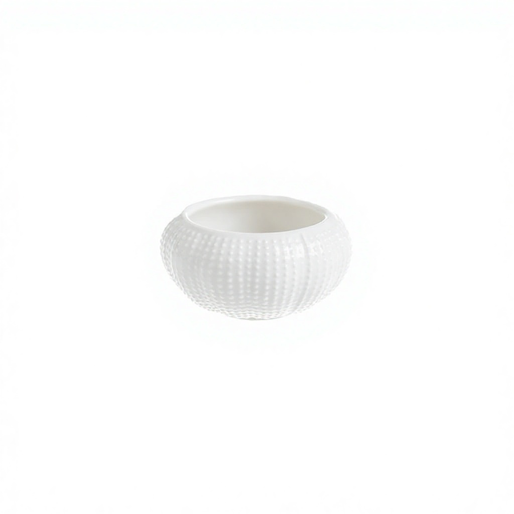 hérisson de mer blanc -- S