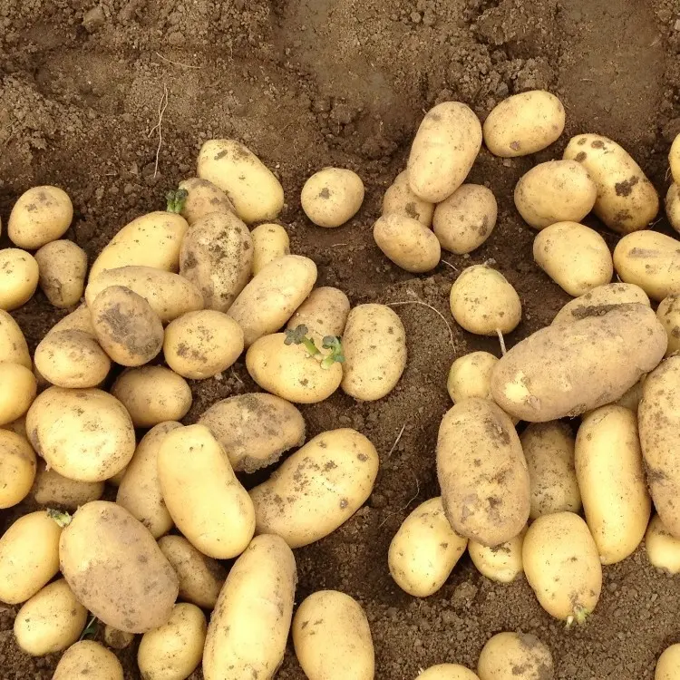 Chinese selected high-quality potatoes are sold at a cheap price