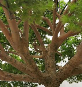 目に見える根を持つ人工植物の木をぶら下げている露出した木の根 - Product Image 5