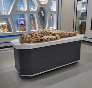 IN-Int DP Digital <strong>Human</strong> Model for Anatomy Teaching Medical School Students Training Tool - Product Image 3