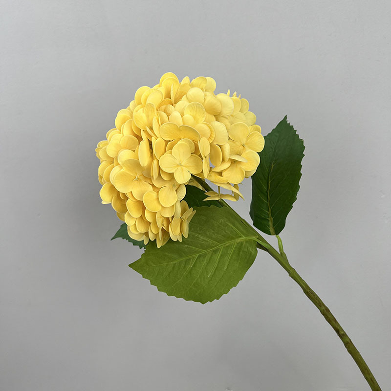 Hortensia de película amarilla 182