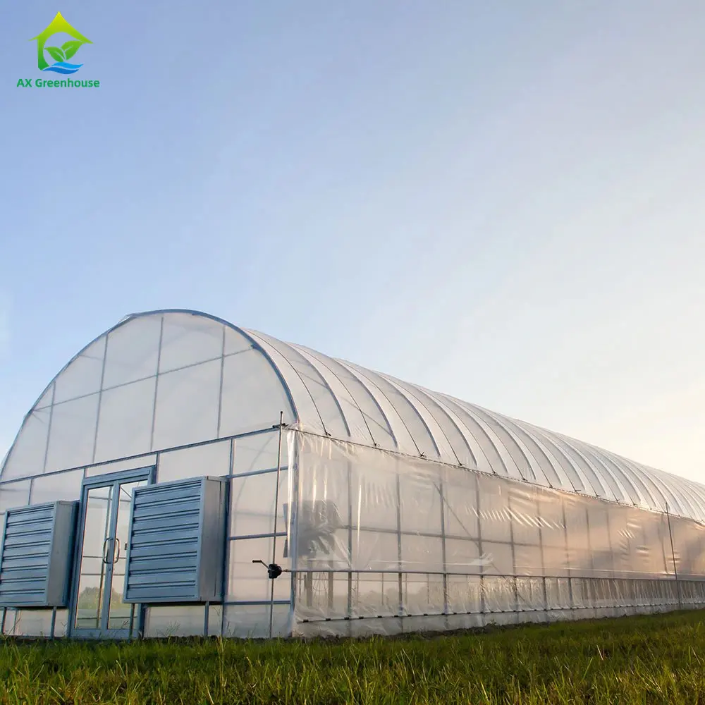 Vendita calda agricola a campata singola grande Tunnel in plastica Film di pomodoro idroponico semina serra