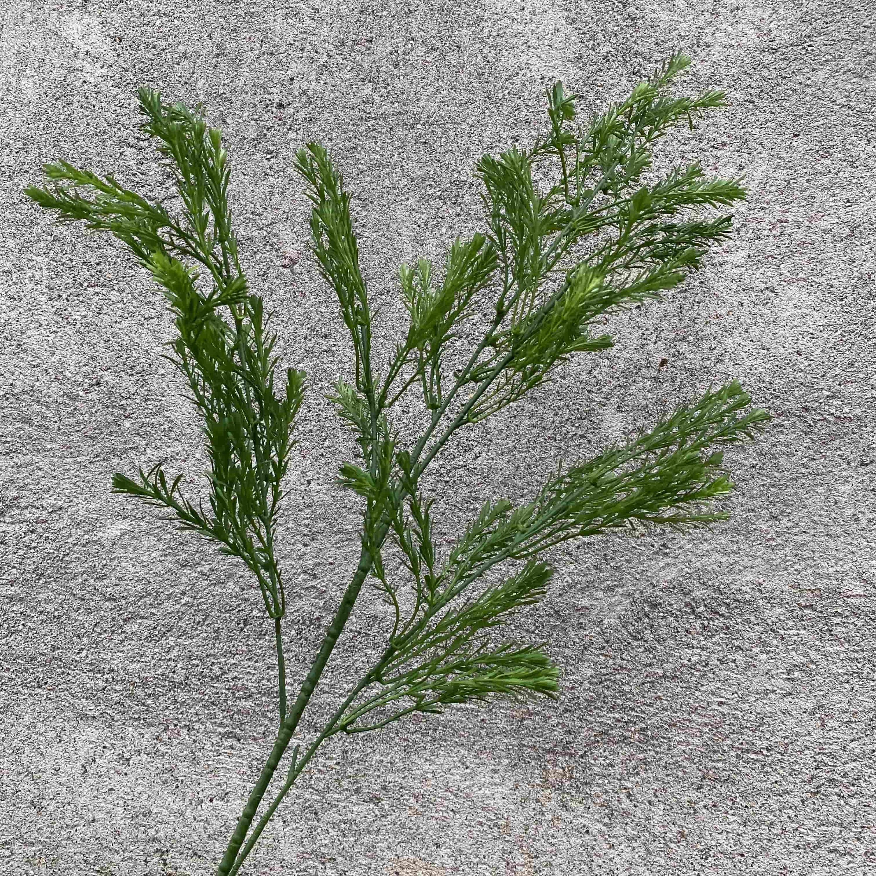 Green leaf-T15
