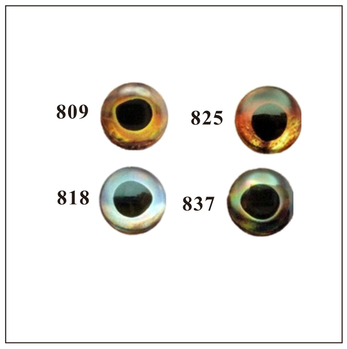 ดวงตาปลา3D แข็งมีชีวิต