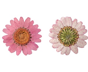 干压花树脂模具真花