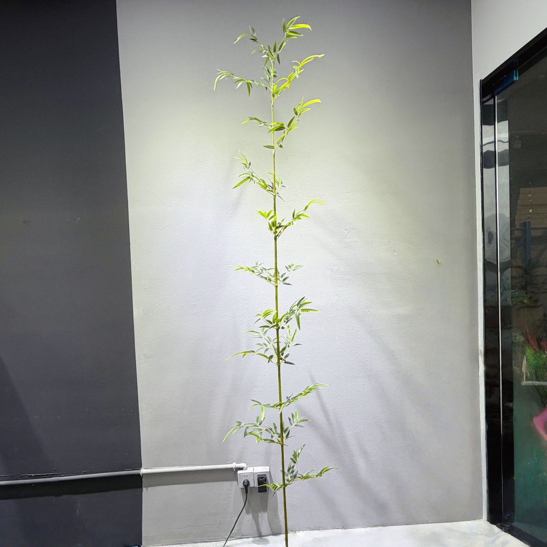 220 cm de bambou