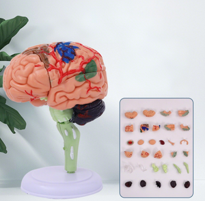 Realistico modello di anatomia del cervello 3D struttura dettagliata per l'apprendimento delle neuroscienze - Product Image 4