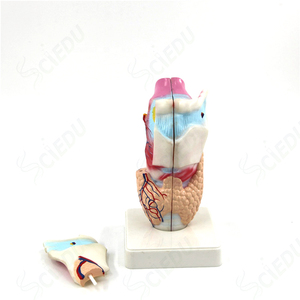3-part Functional <strong>Larynx</strong> Model Medical Human Anatomical <strong>Larynx</strong> Model - Product Image 4
