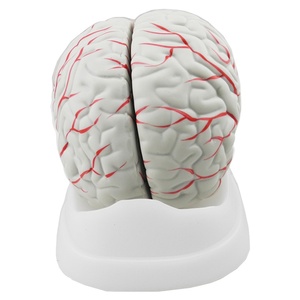 Tıbbi öğretim için yeni stil İnsan çalışması beyin anatomik modeli - Product Image 1