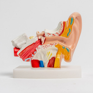 2025 yeni KRC İnsan kulak modeli anatomi-anatomik 3D kulak modeli 1.5 kez büyütülmüş gösterisi dış orta iç kulak ile teşhir tabanı - Product Image 3
