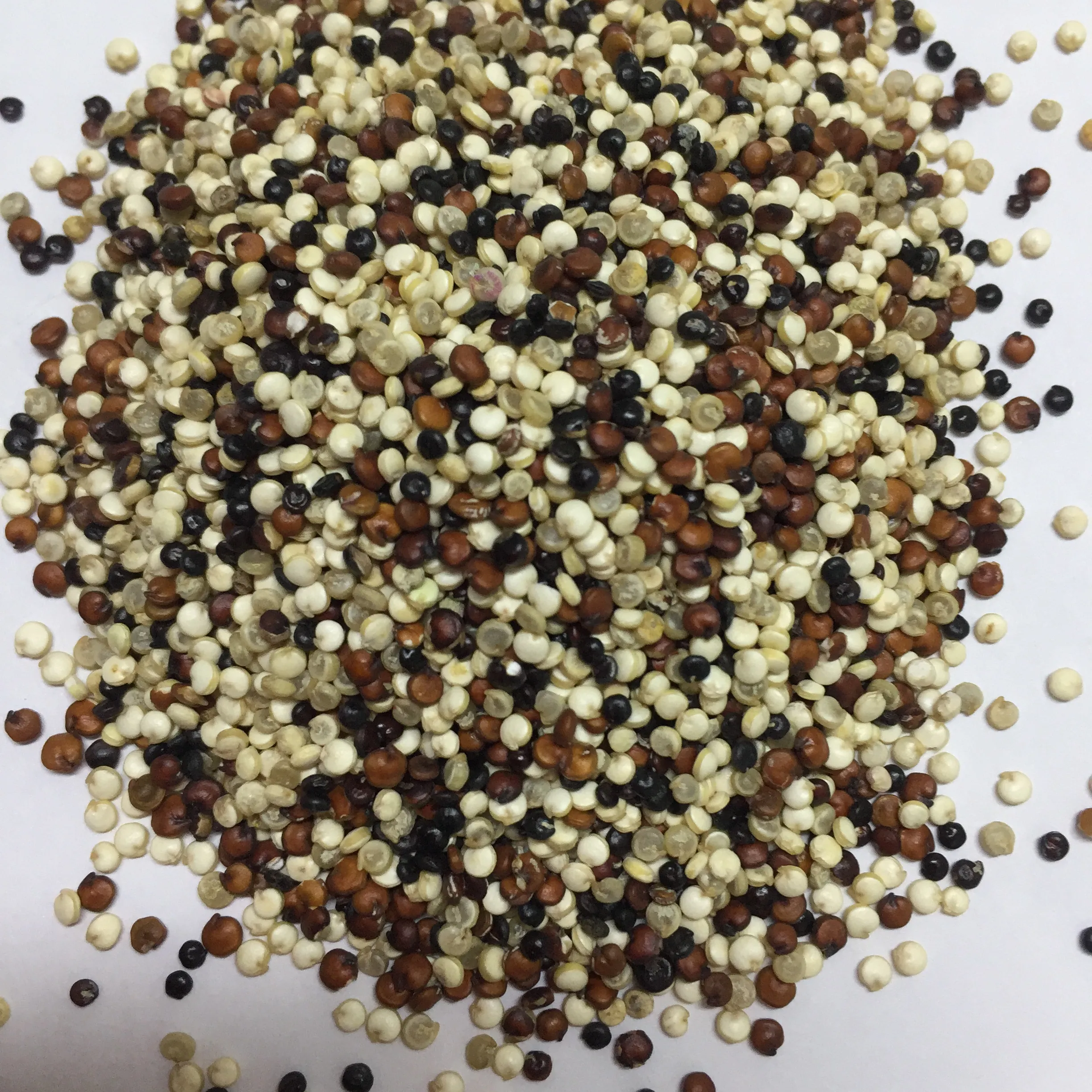 Quinoa de alta proteína, en venta