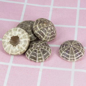 SEA URCHIN <strong>SHELL</strong> MANY COLOR AS BIG AS ONIONS for HANDICRAFTS BEST PRICE in the <strong>MARKET</strong> 2024 - Product Image 2