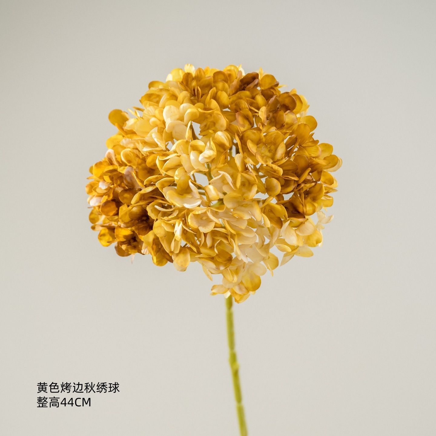 Hortensia à bords jaunes