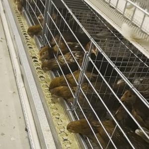 RETECH自动电池蛋鸡蛋鸡鸡笼养殖设备兔鸟蛋鸡制造商鸡