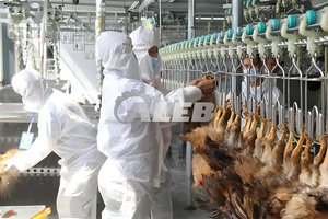 Tavuk kesim üretim hattı otomatik tavuk kanatlı Abattoir kesim süreci hattı - Product Image 3