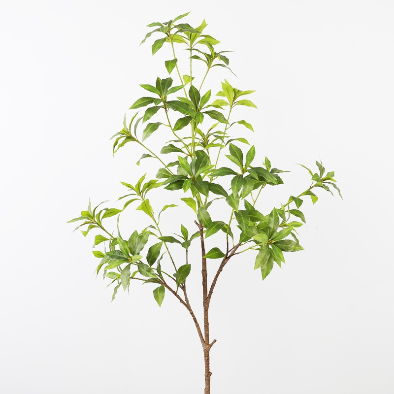 Large size of Piper jasmine