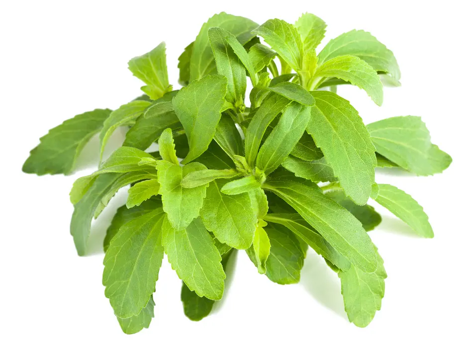 Extrait de feuille de Stevia naturel pur Stevioside 40%- 99% poudre de stevia saine à faible teneur en calories