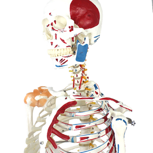 Laboratuvar öğretim modelleri 170cm insan Muscula İskelet modelleri Ligament ile PVC - Product Image 5