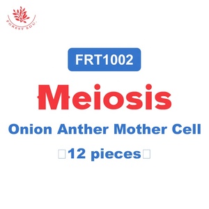 Soğan, geniş fasulye ve mısır anter Meiosis geliştirme aşamaları doğrudan Meiosis grubu 12 adet mikroskop hazırlanan Botany slaytlar
