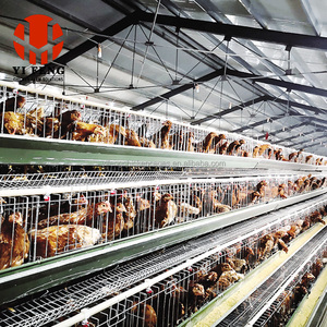 Besleyici tavuk Broiler besleme kafesi ile 4 katmanlı tavuk yumurtlama kafesi horoz tavuk kafesi - Product Image 6