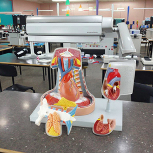 Y tế giảng dạy AIDS mô hình con người <span class=keywords><strong>mediastinum</strong></span> vách ngăn giải phẫu giáo dục mô hình cho y tế khoa học cơ thể con người giải phẫu mô hình - Product Image 3