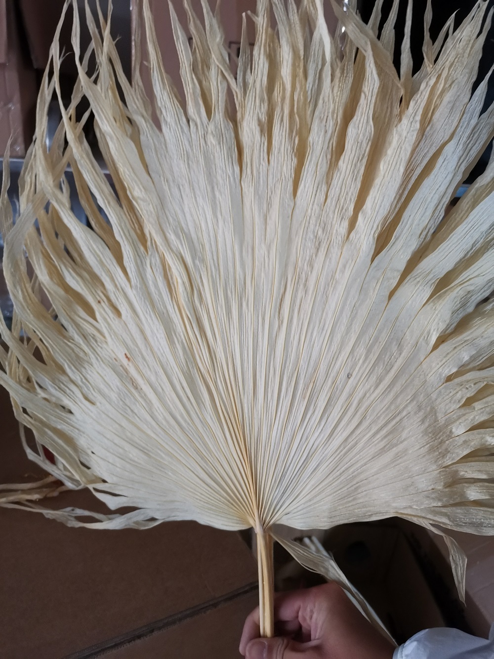 Foglie di palma conservate