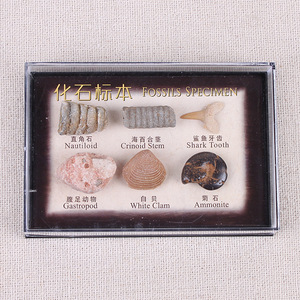 Juego de colección de fósil, conjunto de Ciencia Educativa, Océano Natural, 6 uds. - Product Image 1