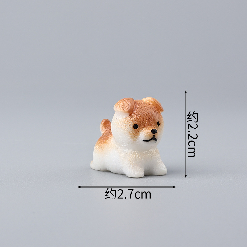 Shiba Inu de couleur unie, blanc et marron