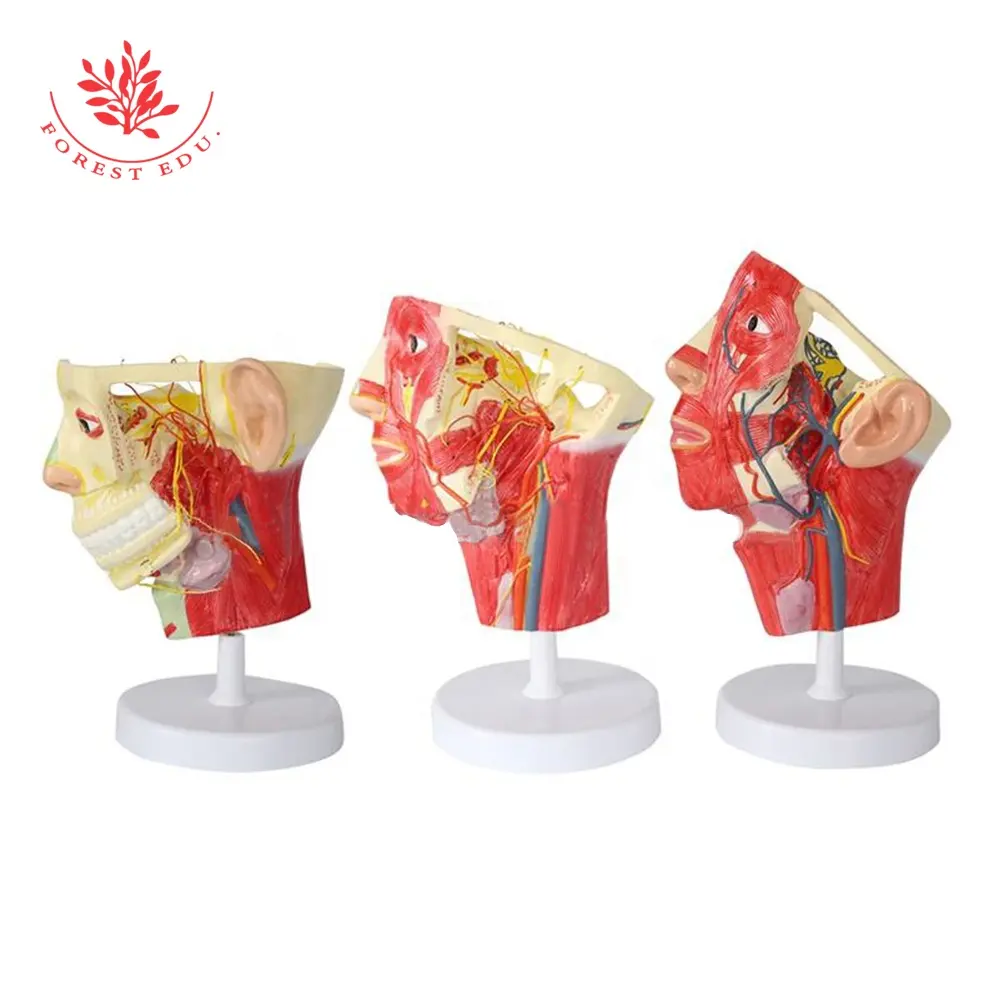Human Head Nerves ,Veins ,And Arteries Anatomy Model With 3 Models One Set