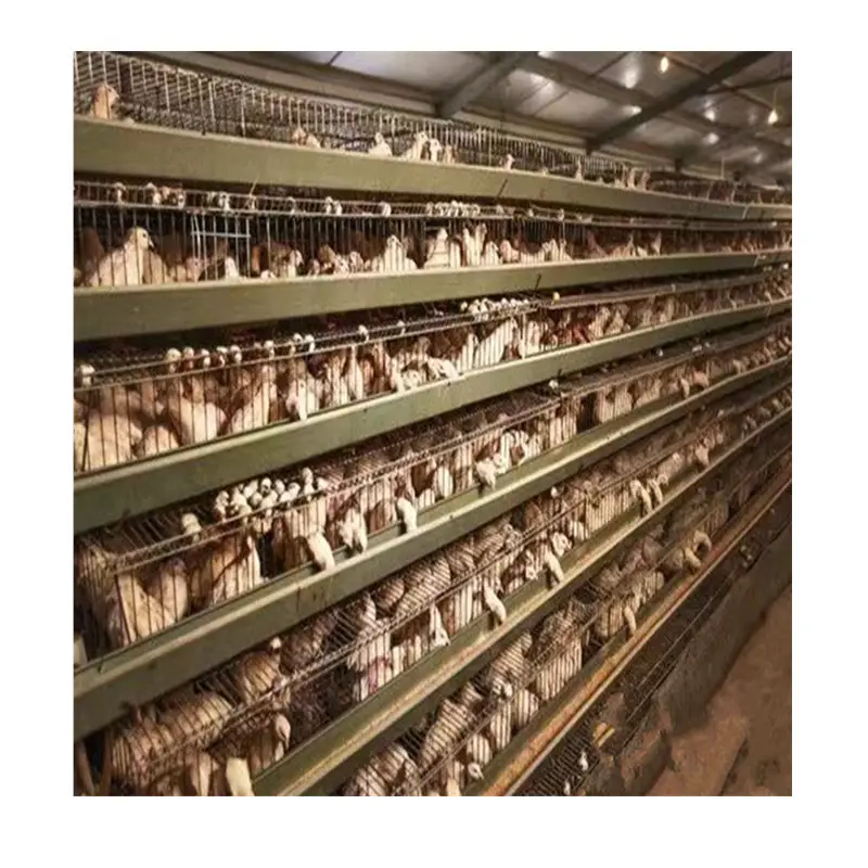 Factory direct price good quality quail cage made in China low price