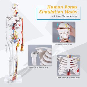 85cm Neurovascular Heart Skeleton Model Human Anatomy Model Detachable Limbs Teaching <strong>Explanation</strong> Doctor-Patient Models - Product Image 2