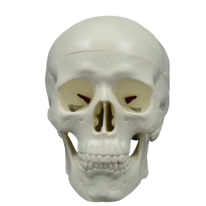 2025 New KRC Teaching Resources Life-size <strong>Human</strong> Skull Model <strong>3</strong> Part Laboratory Removable Skull Articulated Model - Product Image 5