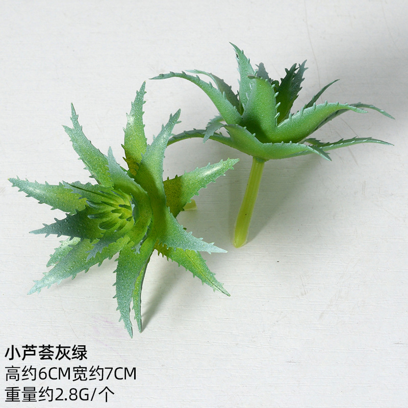 Aloe pequeño, gris verdoso.