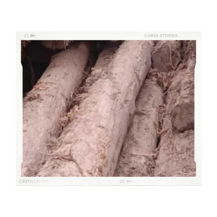 Legno di Teak caldo all'ingrosso all'ingrosso su misura 100% all'ingrosso legno di pino grezzo fatto in Vietnam tronchi miglior prezzo di alta qualità tronchi rotondi per la vendita