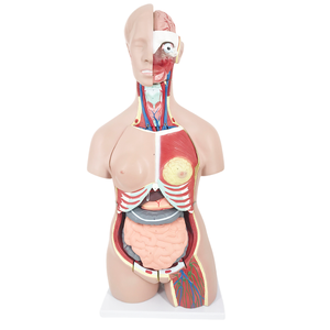 ADA tıbbi Hermaphrodite insan kafası, boyun, torso modeli 33 parça ve insan kafası, boyun ve torso modeli 40 parça - Product Image 3