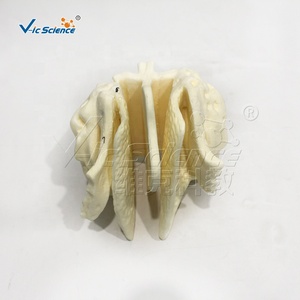 Cơ quan Mô hình giải phẫu mô hình cơ thể con người PVC nhựa <span class=keywords><strong>ethmoid</strong></span> mở rộng mô hình bộ xương cho giảng dạy y tế bộ xương người - Product Image 6