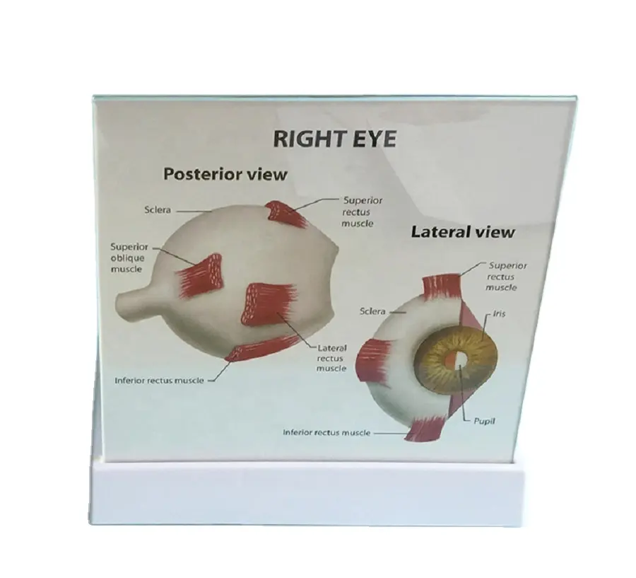 Modelo anatómico de medio ojo derecho médico