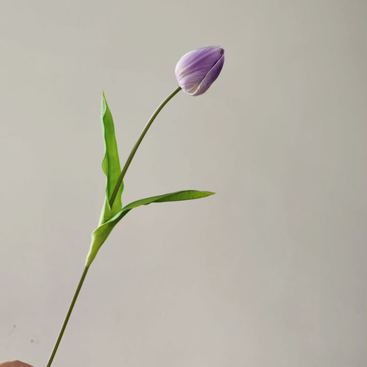 Pourpre