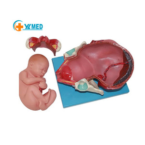 แบบจำลองกระบวนการเกิดทางกายวิภาควิทยาศาสตร์การแพทย์ plevis และแบบจำลองทารกในครรภ์ระยะเต็มรูปแบบสำหรับรูปแบบการสอนของจักรวาล
