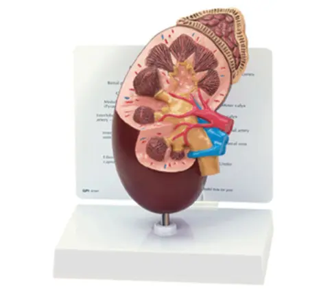 Sistema urinario de plástico para ciencia médica, modelo anótico de riñón humano