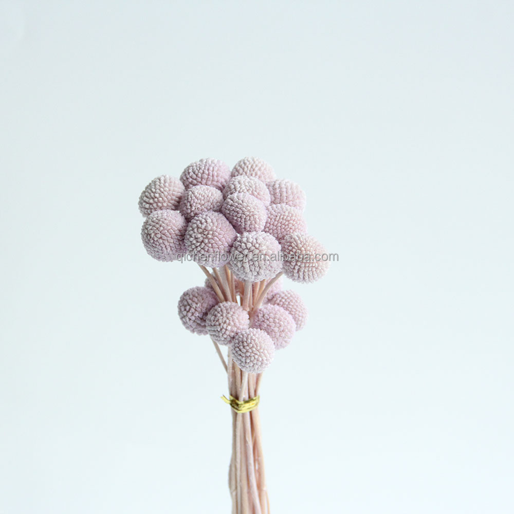 Taro violet