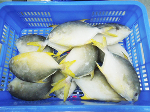 Çin çiftlik istikrarlı tedarik ve rekabetçi fiyat ile satışa IQF dondurulmuş altın Pompano balık altın Pomfret kaldırdı - Product Image 3