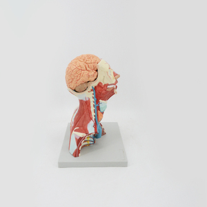 Muscoli della testa del viso umano struttura superficiale del collo cervello modello anatomico materiale didattico scienze mediche insegnare - Product Image 4