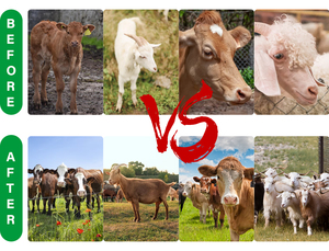 Meilleure vente dans le monde Bovins moutons Gain de poids Compléments nutritionnels Additifs alimentaires pour le bétail - Product Image 2