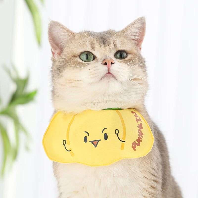 Allez-y, bavoirs citrouille !